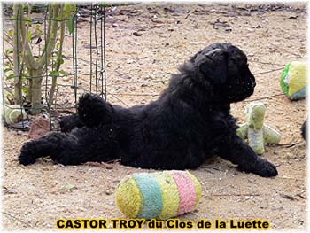 DU CLOS DE LA LUETTE SITE WEB ELEVAGE DU CLOS DE LA LUETTE SPECIALISE POUR LE BOUVIER DES FLANDRES COPYRIGHT DEPOSE